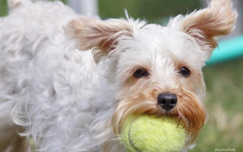 Enjoy Quality Time: 10 Engaging Indoor Activities for You and Your Dog