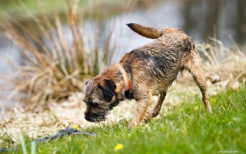 Enjoy Quality Time: 10 Engaging Indoor Activities for You and Your Dog