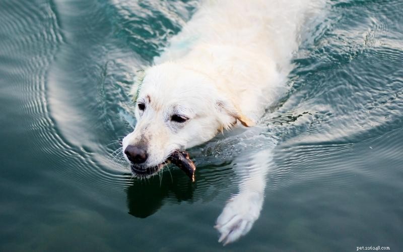Enjoy Quality Time: 10 Engaging Indoor Activities for You and Your Dog