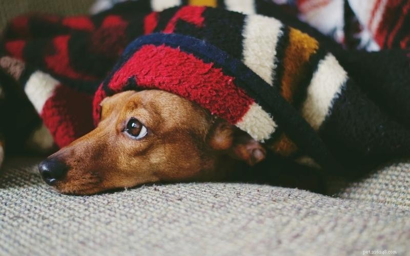 Enjoy Quality Time: 10 Engaging Indoor Activities for You and Your Dog
