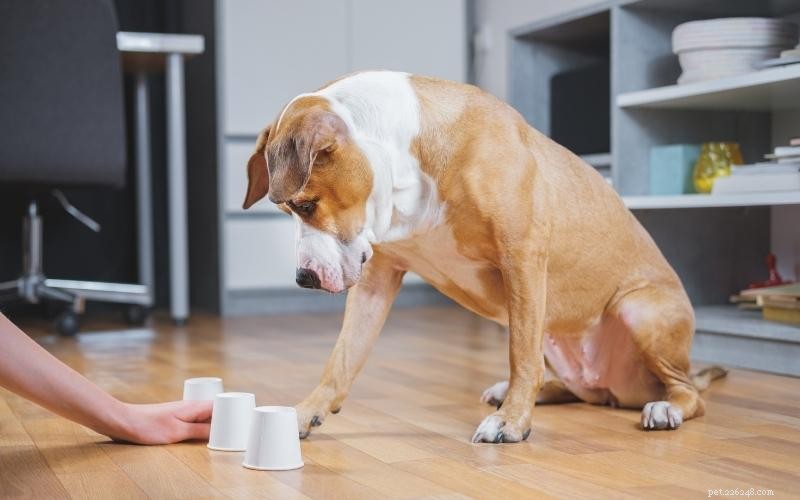 Enjoy Quality Time: 10 Engaging Indoor Activities for You and Your Dog