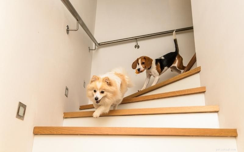 Enjoy Quality Time: 10 Engaging Indoor Activities for You and Your Dog