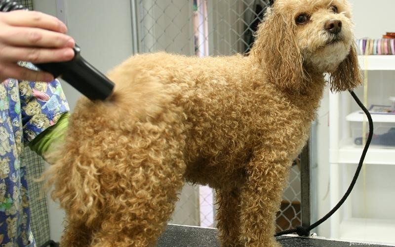 Enjoy Quality Time: 10 Engaging Indoor Activities for You and Your Dog