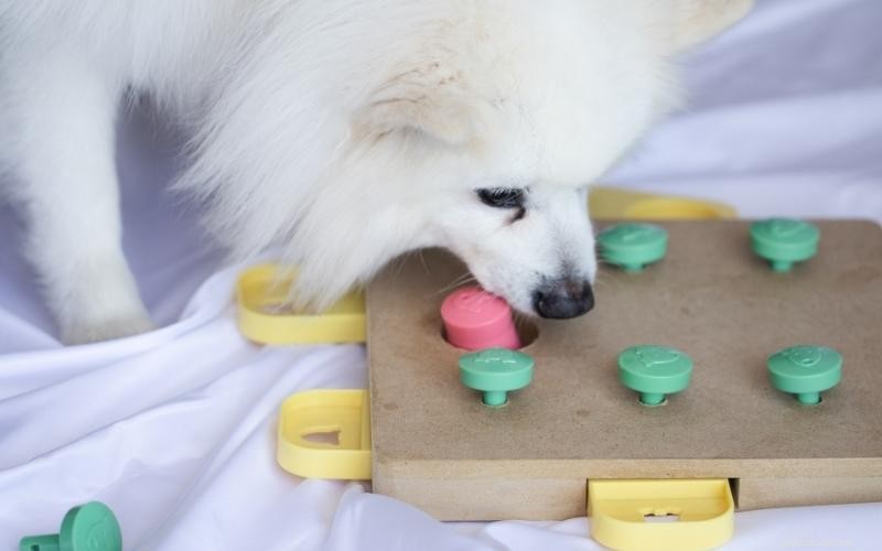 Enjoy Quality Time: 10 Engaging Indoor Activities for You and Your Dog