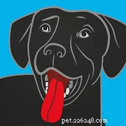 Top Pet Care Apps for New Cat & Dog Owners