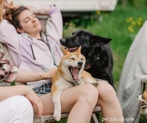 Why Your Dog Stays Beside You – Understanding & Fixing Attachment Issues