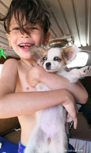 Exploring the Reasons Behind Dislike for Small Dog Breeds