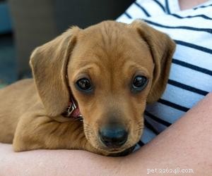Exploring the Reasons Behind Dislike for Small Dog Breeds