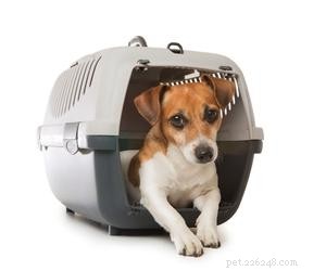 Exploring the Reasons Behind Dislike for Small Dog Breeds