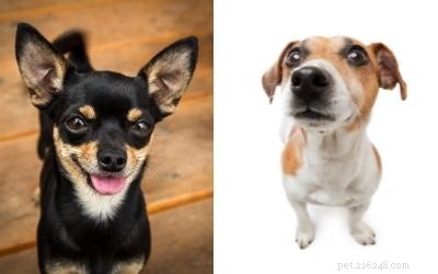 Exploring the Reasons Behind Dislike for Small Dog Breeds