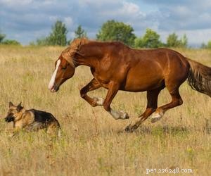 Dogs vs. Horses: Comparing Intelligence and Problem-Solving Skills