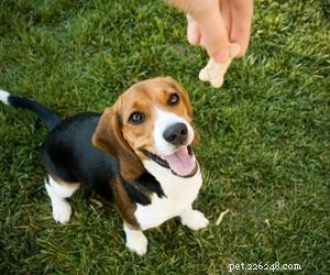 Why Do Dogs Hide Their Treats? Understanding the Habit of Food Burying