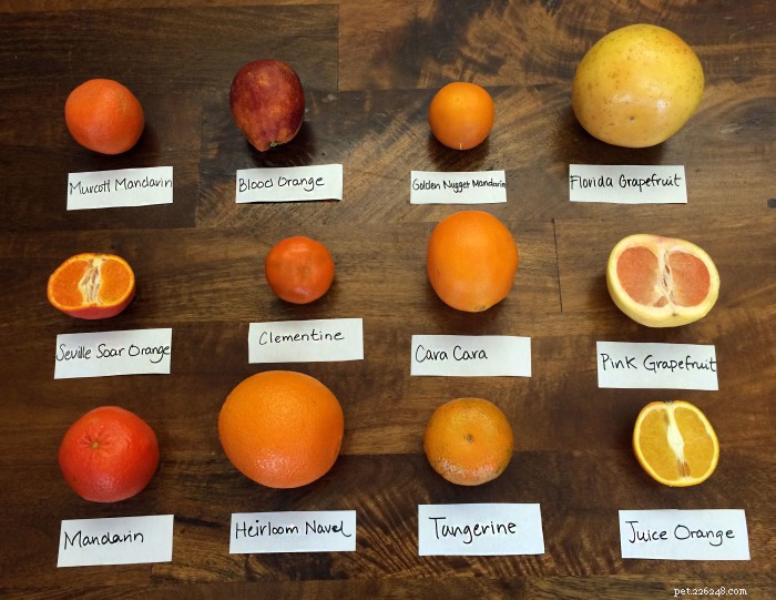 Are Oranges Safe for Dogs? Benefits & Feeding Tips