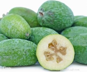 Can Dogs Eat Guava? Safe Tips & Health Benefits
