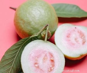 Can Dogs Eat Guava? Safe Tips & Health Benefits