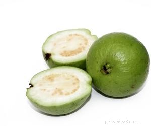 Can Dogs Eat Guava? Safe Tips & Health Benefits
