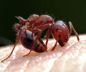 Are Ants Safe for Dogs? What Happens When They Eat Them