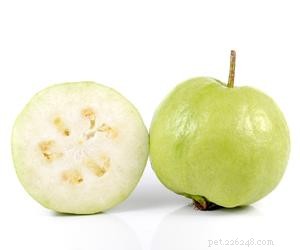 Can Dogs Eat Guava? Safe Tips & Health Benefits