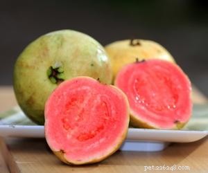 Can Dogs Eat Guava? Safe Tips & Health Benefits