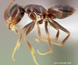 Are Ants Safe for Dogs? What Happens When They Eat Them