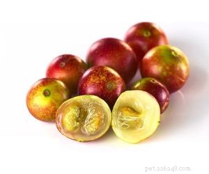 Is Camu Camu Safe for Dogs? Health Benefits & Safety Guide