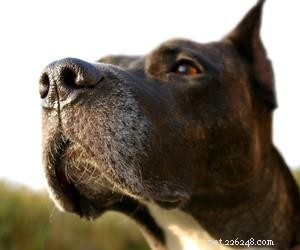 What Causes Dogs to Keep Looking Up? Understanding the Behavior