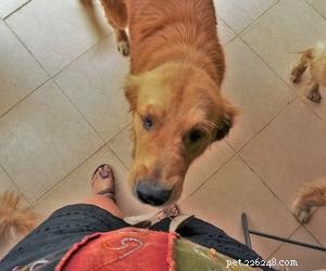 What Causes Dogs to Keep Looking Up? Understanding the Behavior