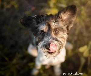 What Causes Dogs to Keep Looking Up? Understanding the Behavior