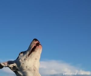 What Causes Dogs to Keep Looking Up? Understanding the Behavior