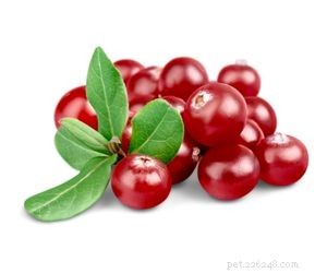 Are Cranberries Safe for Dogs? A Nutritional Guide