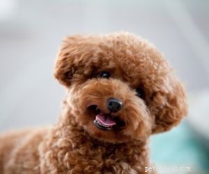 Top Service Dog Breeds for Mobility Assistance