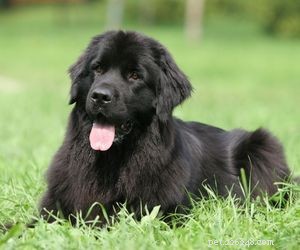 Top Service Dog Breeds for Mobility Assistance