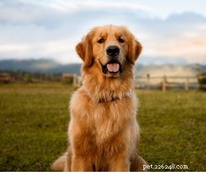 Top Service Dog Breeds for Mobility Assistance
