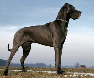 Top Service Dog Breeds for Mobility Assistance