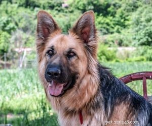 Top Service Dog Breeds for Mobility Assistance