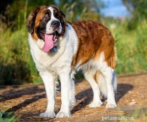 Top Service Dog Breeds for Mobility Assistance