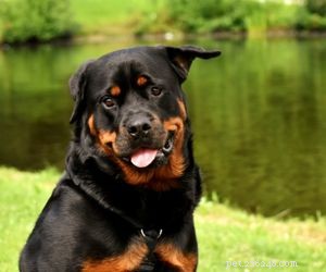 Top Service Dog Breeds for Mobility Assistance