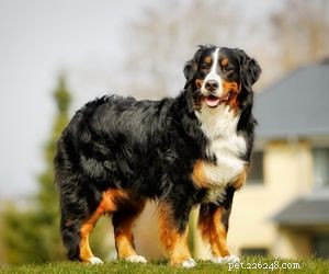 Top Service Dog Breeds for Mobility Assistance