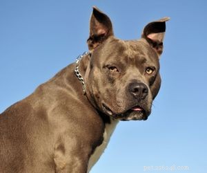 Top Service Dog Breeds for Mobility Assistance