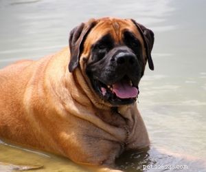 Top Service Dog Breeds for Mobility Assistance