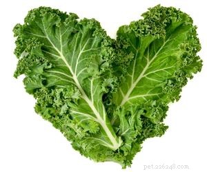 Which Vegetables Are Safe for Your Dog s Daily Diet