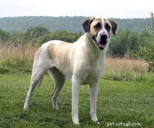Top Service Dog Breeds for Mobility Assistance