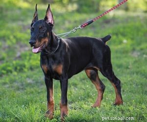 Top Service Dog Breeds for Mobility Assistance