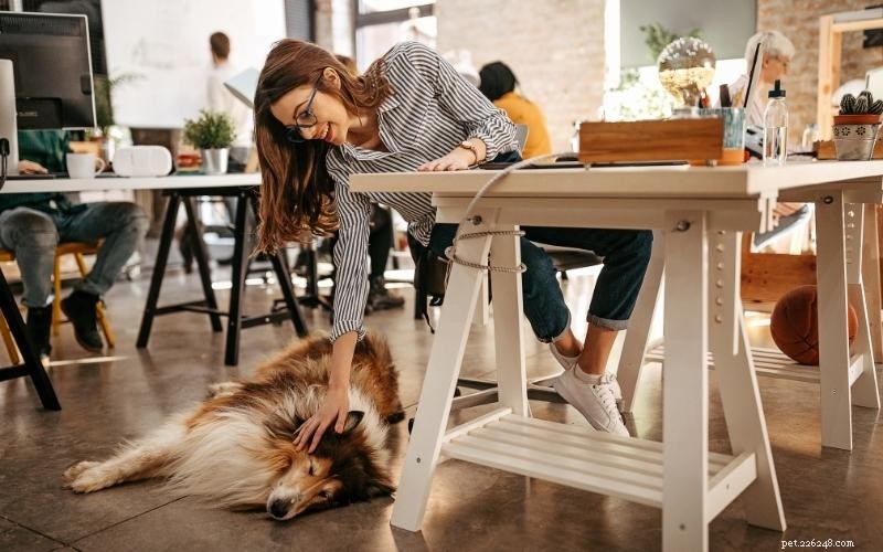 Balancing a 9‑5 Job and a Dog: Tips for Working Pet Owners