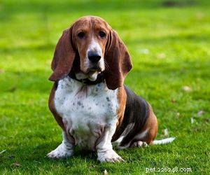 Balancing a 9‑5 Job and a Dog: Tips for Working Pet Owners