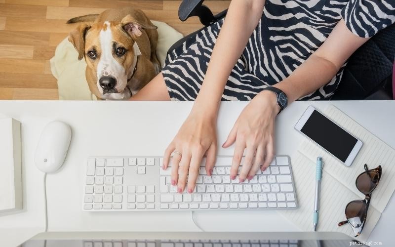 Balancing a 9‑5 Job and a Dog: Tips for Working Pet Owners