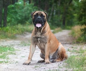 Balancing a 9‑5 Job and a Dog: Tips for Working Pet Owners