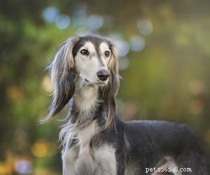 Balancing a 9‑5 Job and a Dog: Tips for Working Pet Owners