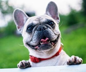 Balancing a 9‑5 Job and a Dog: Tips for Working Pet Owners