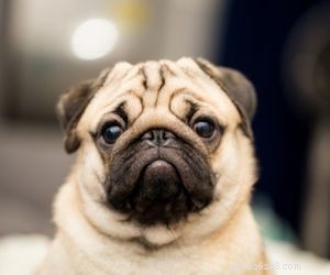 Balancing a 9‑5 Job and a Dog: Tips for Working Pet Owners